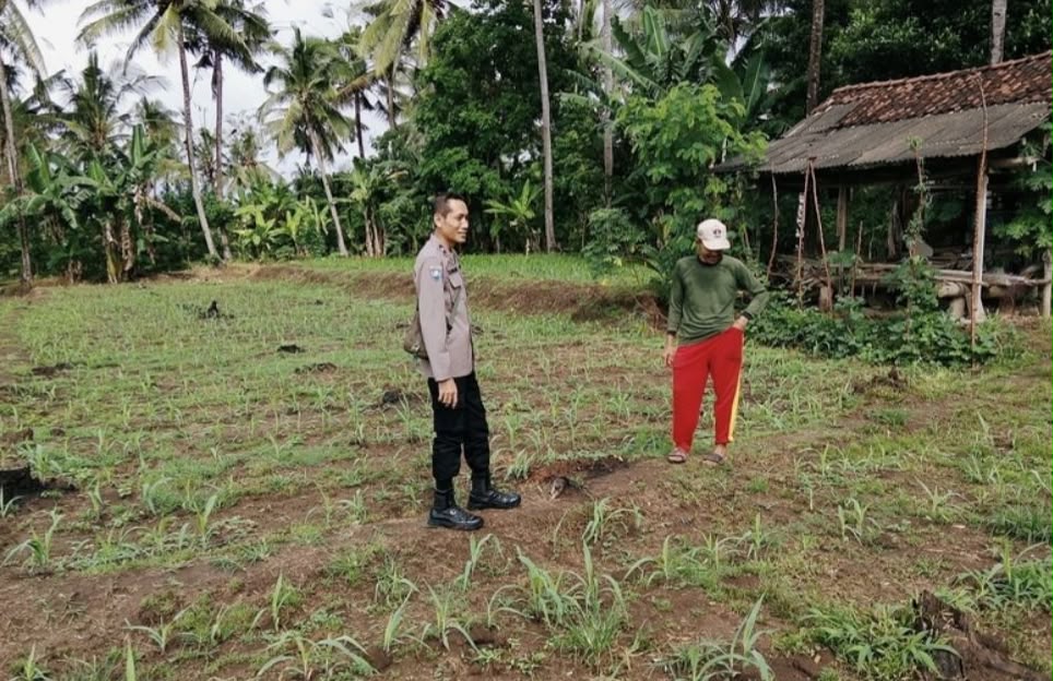 Kawal Program Ketahanan Pangan, Bhabin kamtibmas Polsek Kalipuro Monitoring Langsung  Pertumbuhan Jagung Milik Warga